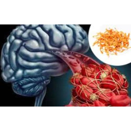 Tác dụng của nấm Đông Trùng Hạ Thảo